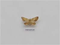 藏品(尺蛾239)的圖片